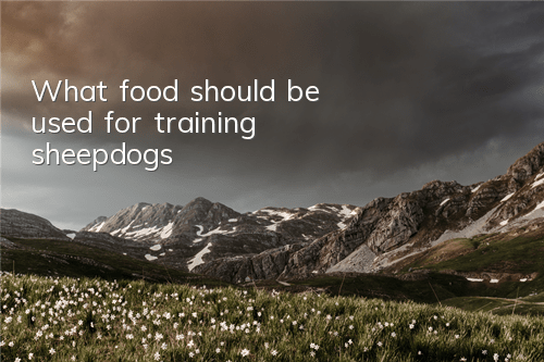 TWhat food should be used for training sheepdogs?