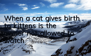 TWhen a cat gives birth to kittens, is the owner not allowed to watch?