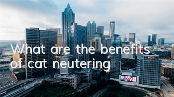 TWhat are the benefits of cat neutering?