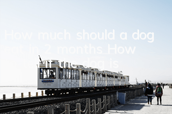 How much should a dog eat in 2 months? How to tell if the dog is full?
