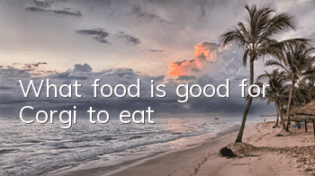 What food is good for Corgi to eat?