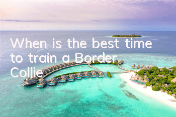 TWhen is the best time to train a Border Collie?