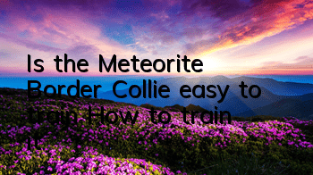 Is the Meteorite Border Collie easy to train? How to train it?
