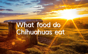 What food do Chihuahuas eat?