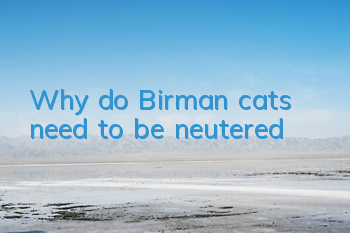 Why do Birman cats need to be neutered?