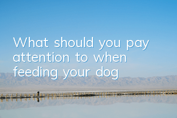 TWhat should you pay attention to when feeding your dog?