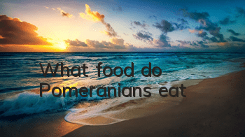 TWhat food do Pomeranians eat?