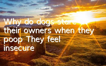 Why do dogs stare at their owners when they poop? They feel insecure!