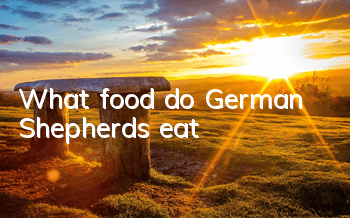 What food do German Shepherds eat?