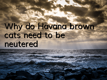 TWhy do Havana brown cats need to be neutered?
