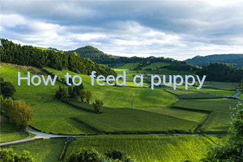 THow to feed a puppy
