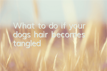 TWhat to do if your dog’s hair becomes tangled