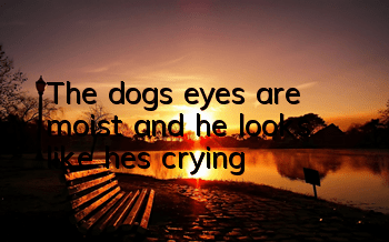 TThe dog’s eyes are moist and he looks like he’s crying
