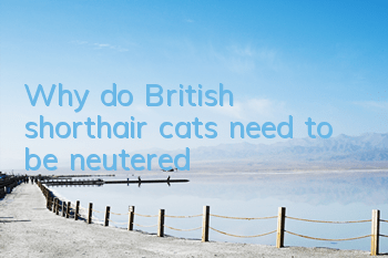 TWhy do British shorthair cats need to be neutered?