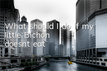 What should I do if my little Bichon doesn’t eat?