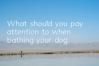 TWhat should you pay attention to when bathing your dog?