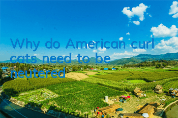 TWhy do American curl cats need to be neutered?