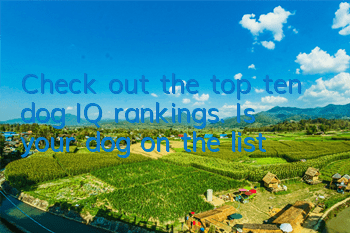TCheck out the top ten dog IQ rankings. Is your dog on the list?