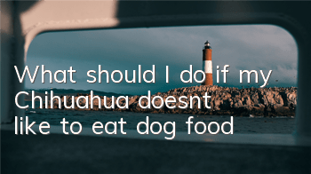 TWhat should I do if my Chihuahua doesn’t like to eat dog food?