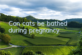 TCan cats be bathed during pregnancy?