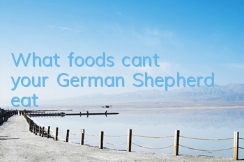 TWhat foods can’t your German Shepherd eat?