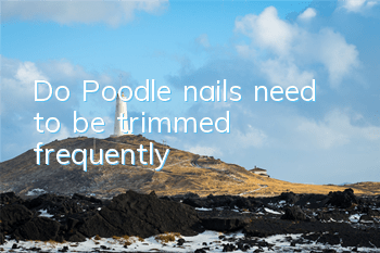 Do Poodle nails need to be trimmed frequently?