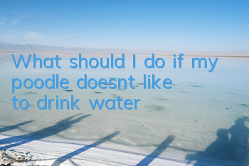 TWhat should I do if my poodle doesn’t like to drink water?