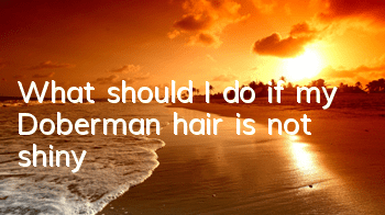 TWhat should I do if my Doberman hair is not shiny?