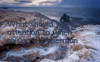 What should you pay attention to when raising a Doberman?