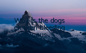 TWhy is the dog's chicken bleeding yellow pus?