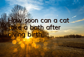 THow soon can a cat take a bath after giving birth?