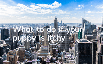 TWhat to do if your puppy is itchy