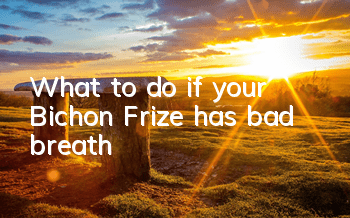 What to do if your Bichon Frize has bad breath