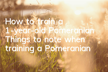 How to train a 1-year-old Pomeranian? Things to note when training a Pomeranian!