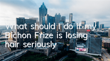 TWhat should I do if my Bichon Frize is losing hair seriously?