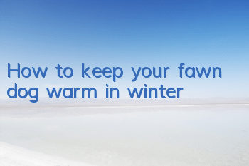 How to keep your fawn dog warm in winter
