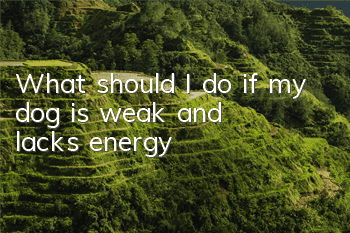 TWhat should I do if my dog ​​is weak and lacks energy?