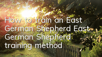 How to train an East German Shepherd? East German Shepherd training method!