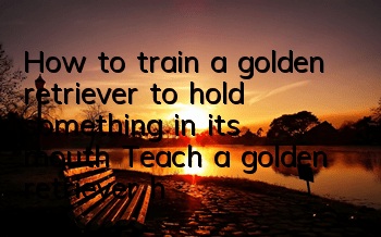 THow to train a golden retriever to hold something in its mouth? Teach a golden retriever how to hold something in its mouth!