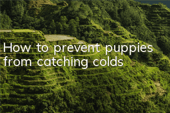 How to prevent puppies from catching colds