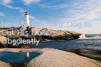 THow to Get Your Dog to Cut His Nails Obediently