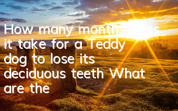 THow many months does it take for a Teddy dog ​​to lose its deciduous teeth? What are the precautions for Teddy dog ​​teeth replacement?