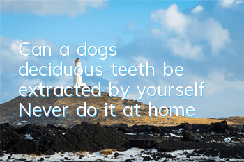 TCan a dog’s deciduous teeth be extracted by yourself? Never do it at home!