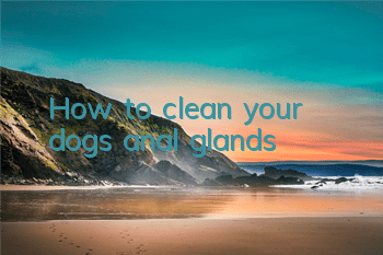 How to clean your dog’s anal glands