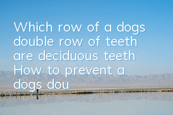 TWhich row of a dog’s double row of teeth are deciduous teeth? How to prevent a dog’s double row of teeth?