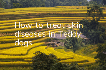 THow to treat skin diseases in Teddy dogs?