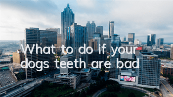 TWhat to do if your dog’s teeth are bad