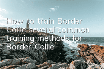 THow to train Border Collie, several common training methods for Border Collie!