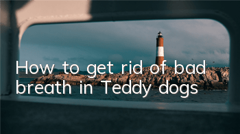 THow to get rid of bad breath in Teddy dogs
