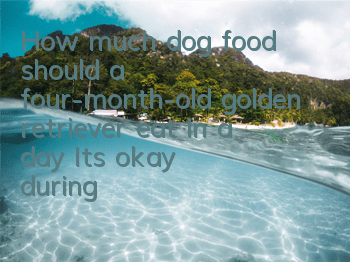 THow much dog food should a four-month-old golden retriever eat in a day? It’s okay during this period!